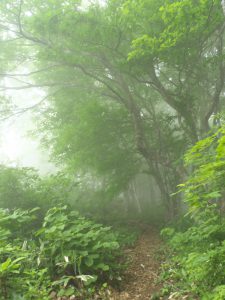 霧の登山道