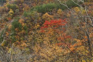 二口登山道からの紅葉