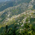藤倉山から見る遠山桜