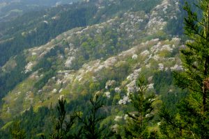 藤倉山から見る遠山桜